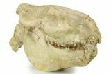 Fossil Oreodont (Eporeodon) Skull with Atlas Vertebra #284204-1